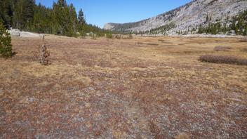 Remnant trail