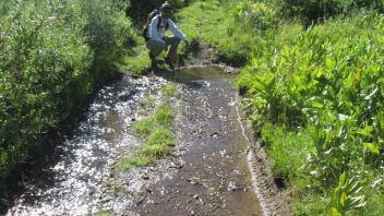 Road in lower stringer section of meadow