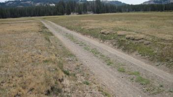 Road through meadow