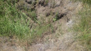 Second headcut in lower meadow, 2 feet and unstable