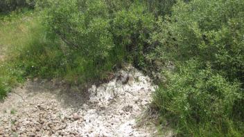 Side channel at upper transect, looking upstream