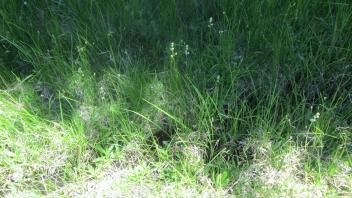 Small channel at middle transect