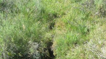 Small headcut, lower meadow