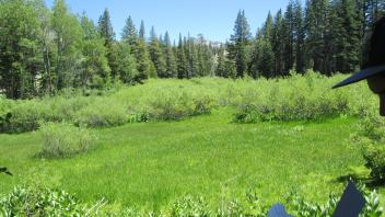 Small meadow patch in upper stringer
