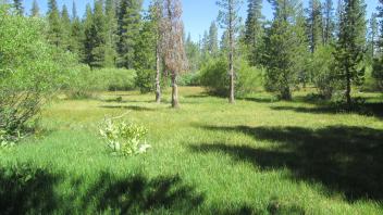 Small meadow section at bottom of "meadow"