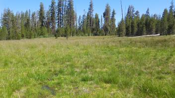 South section meadow overview (top of meadow)