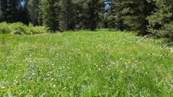 Southern meadow overview (bottom to top)