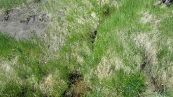 Stable headcut joining main channel below lower transect