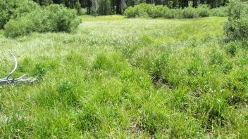 Start of lower transect, looking east