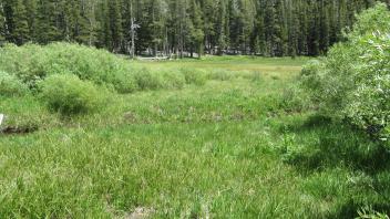 Start of lower transect, looking east