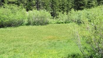 Start of lower transect, looking east