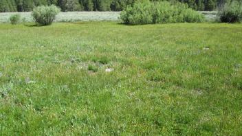 Start of lower transect, looking north