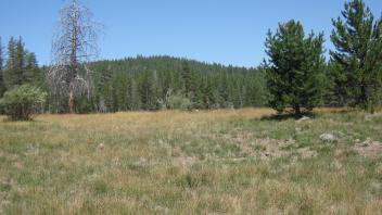 Start of lower transect, looking north
