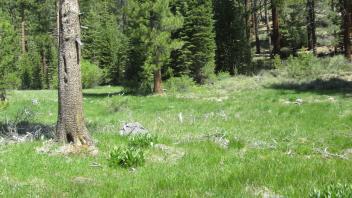 Start of lower transect, looking north