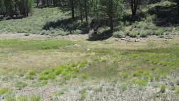 Start of lower transect, looking northeast