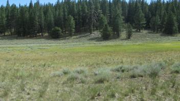 Start of lower transect, looking soutwest
