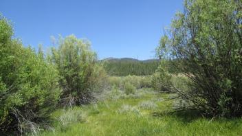 Start of lower transect, looking west
