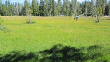 Start of middle transect, looking north