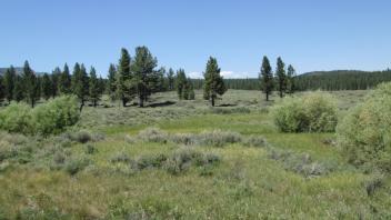 Start of middle transect, looking north