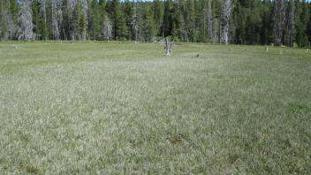 Start of middle transect, looking north