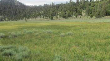 Start of middle transect, looking northeast