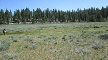 Start of middle transect, looking northeast