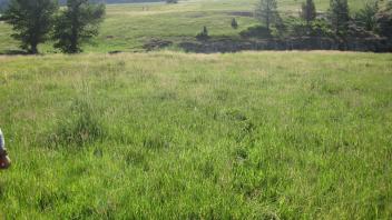 Start of upper transect, looking east