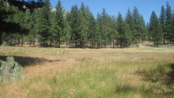Start of upper transect, looking north