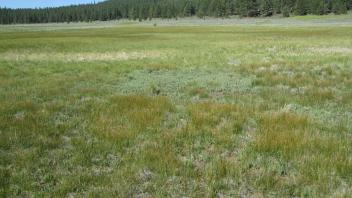 Start of upper transect, looking northwest