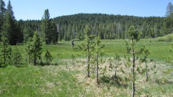 Start of upper transect, looking south