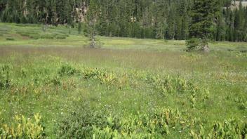 Start of upper transect, looking west