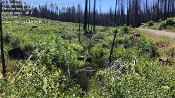 Grizzly Meadow