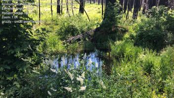 Grizzly Meadow