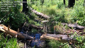 Grizzly Meadow