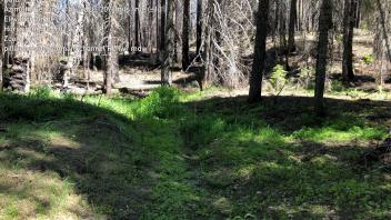 Pilliken Meadow (2024)