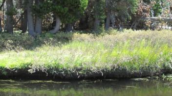 Top Transect Crossing (right to left)
