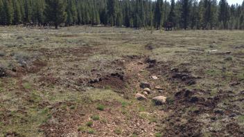 Top of Little Antelope Valley (transect 1)