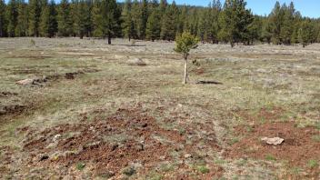 Top of Little Antelope Valley (transect 1, downstream)