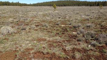 Top of Little Antelope Valley (transect 1, river right)