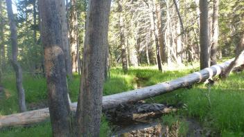 Top of Meadow 2
