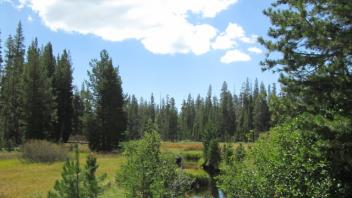 Top of Meadow