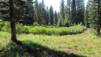 Top of Meadow Downslope