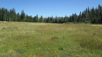 Top of Meadow Looking Down
