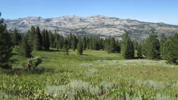 Top of Meadow Looking Down