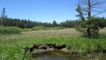 Top of Meadow Looking Down