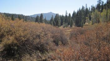 Top of Meadow, looking downstream