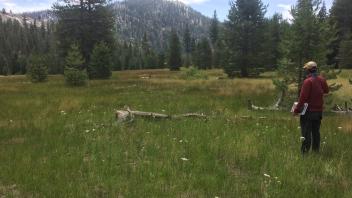 Top of Meadow