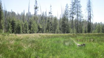 Top of Meadow