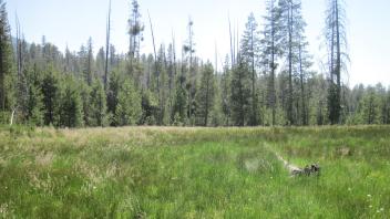 Top of Meadow