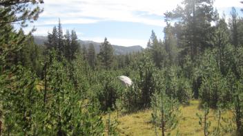 Top of Meadow